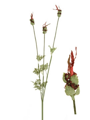 Picture of FRENCH LAVENDER