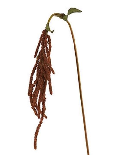 Picture of HANGING AMARANTHUS SPRAY36"