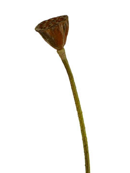 Picture of LOTUS SEED POD, SMALL 28"