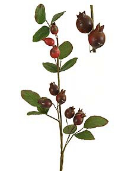 Picture of ROSE HIP SPRAY