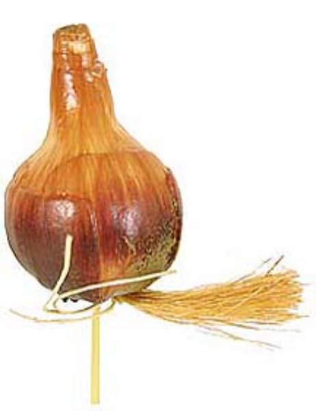 Picture of BULB-MD