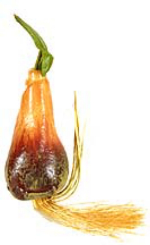 Picture of BULB X1 W/SPROUT