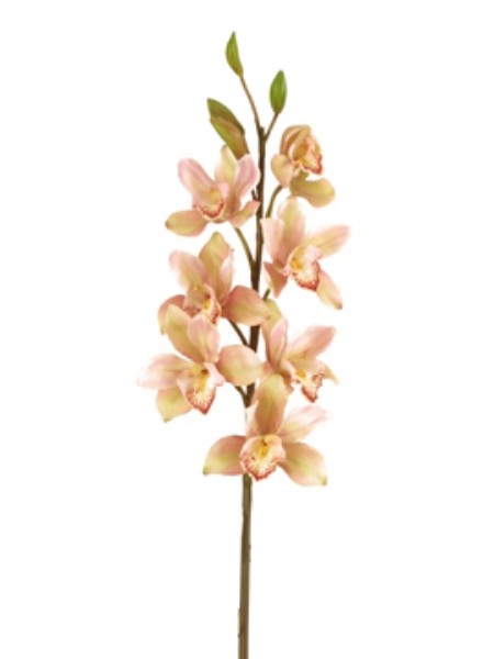 Picture of CYMBIDIUM SPRAY, LG, 41"