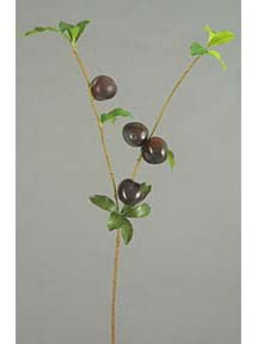 Picture of PLUM BRANCH