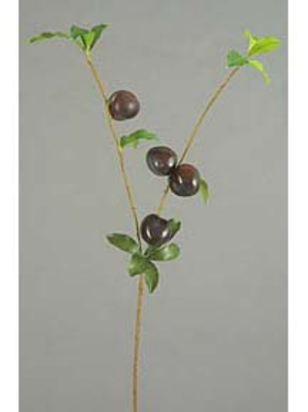 Picture of PLUM BRANCH