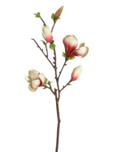 Picture of MAGNOLIA TREE SPRAY-RDCR