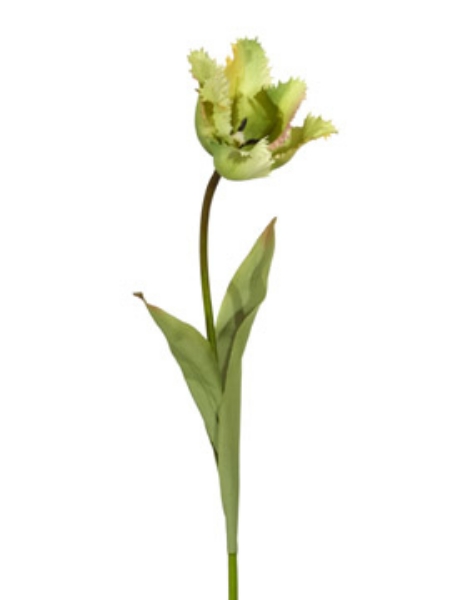 Picture of FRINGED TULIP SPRAY-GR-1