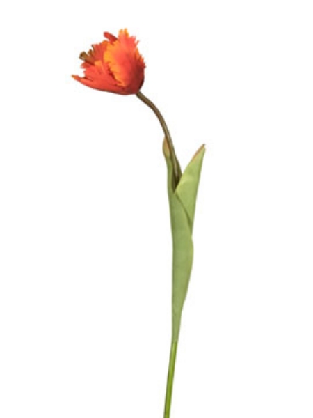 Picture of PARROT TULIP SPRAY-OR