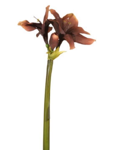 Picture of AMARYLLIS LARGE