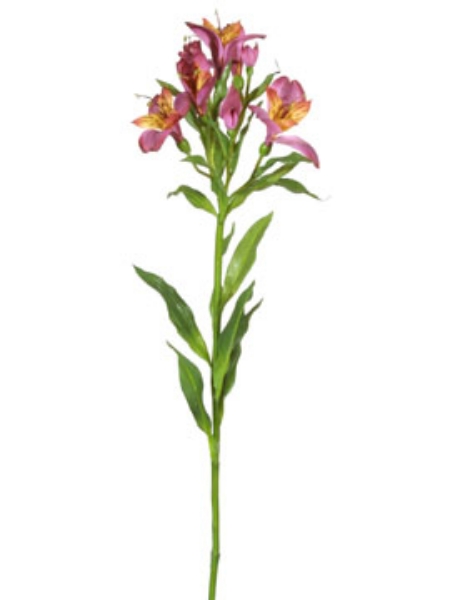 Picture of ALSTROEMERIA-BU