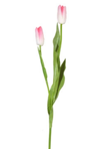 Picture of TULIP BUD SPRAY-WHPK