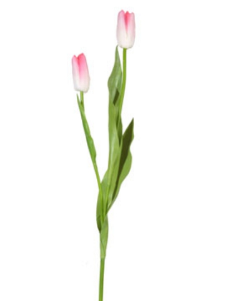 Picture of TULIP BUD SPRAY-WHPK