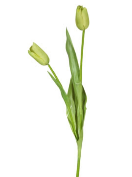 Picture of TULIP BUD SPRAY-GR