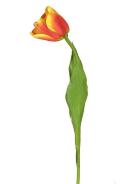 Picture of DUTCH TULIP SPRAY-RDGO