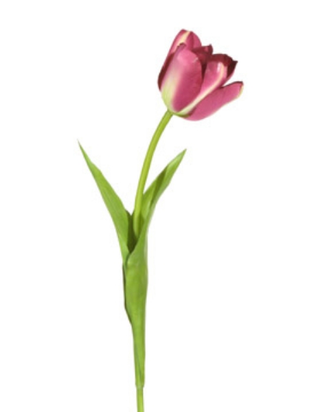 Picture of DUTCH TULIP SPRAY-BU