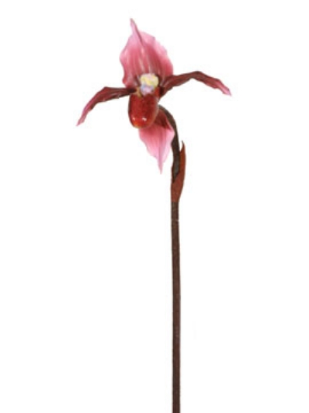 Picture of ORCHID LADY SLIPPER STEM-BU