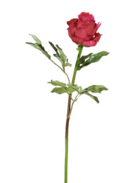 Picture of PEONY BUD, MEDIUM-AB