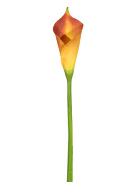 Picture of CALLA LILY, SMALL-OR