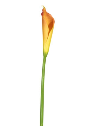 American Best. CALLA LILY CLOSED BUD M. OR