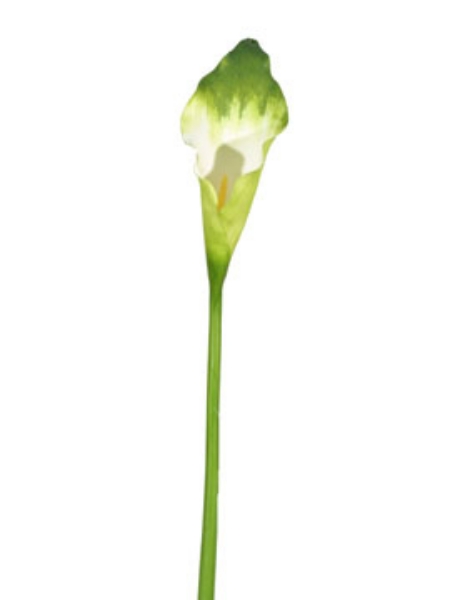 Picture of CALLA LILY, L.-GR