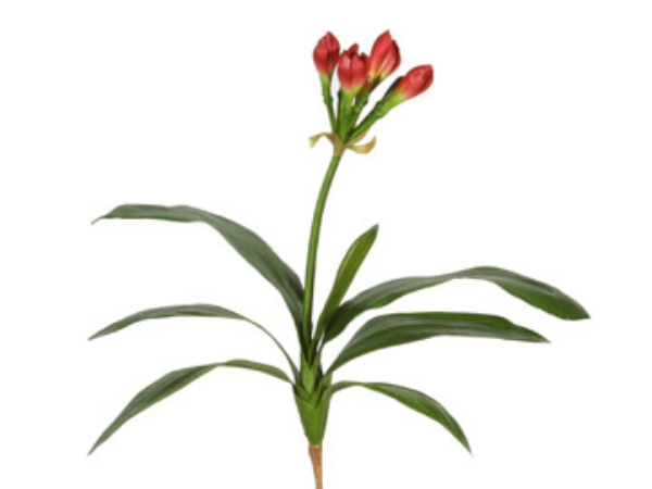 Picture of CLIVIA NOBLIS LINDL. BUD-RD