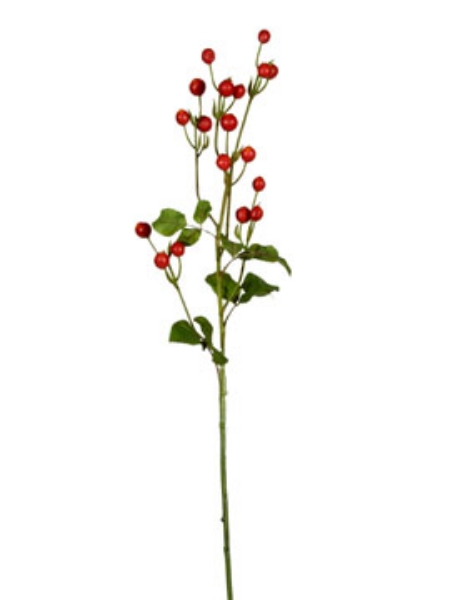 Picture of ROUND ROSE HIP-RD