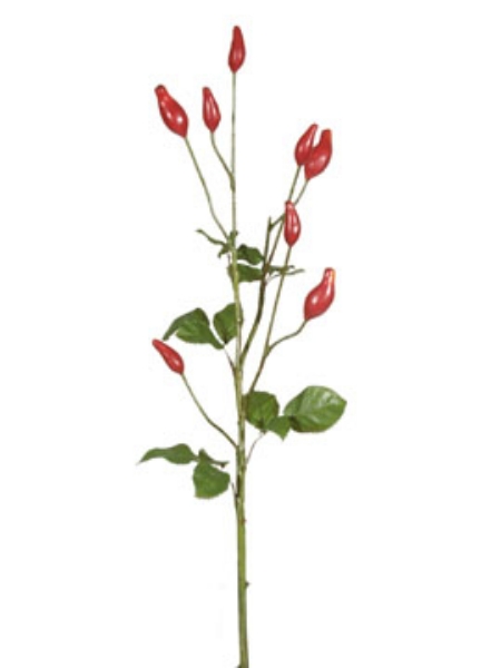 Picture of LONG ROSE HIP-RD