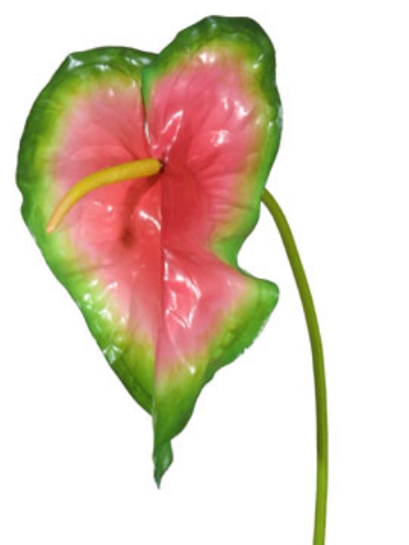 Picture of ANTHURIUM XL - RSGR