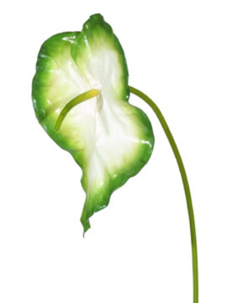 Picture of ANTHURIUM XL - WHGR