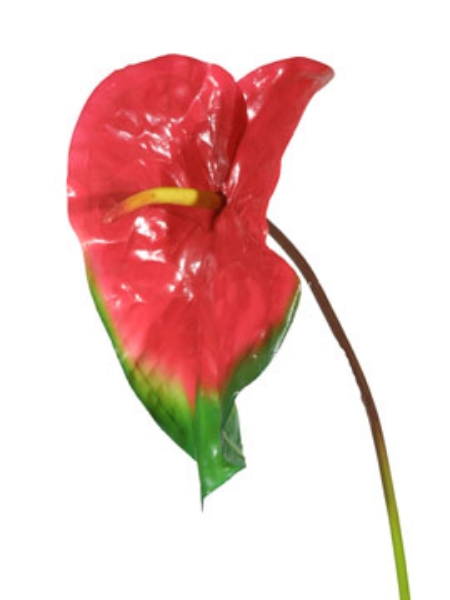 Picture of ANTHURIUM XL - RDGR