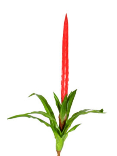 Picture of 28"BROMELIAD, RED GLADIATE