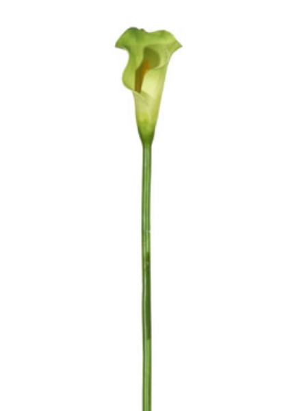 Picture of MINI CALLA LILY - GR