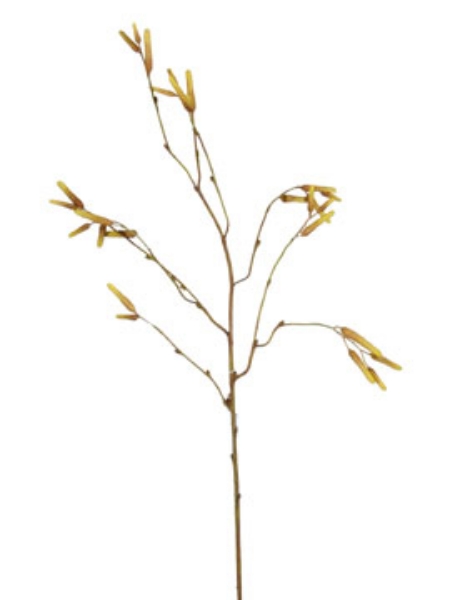 Picture of 30" ALDER SPRAY-YB