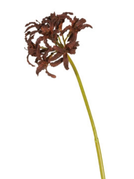 Picture of NERINE LILY X1-CO