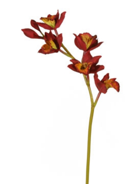 Picture of CYMBIDIUM ORCHID 5F,3B-RD