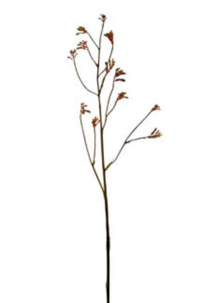 Picture of KANGAROO PAW LG.-40"