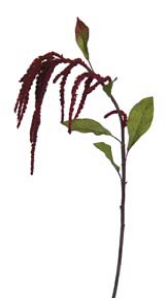 Picture of AMARANTHUS HANGING SPRAY45"