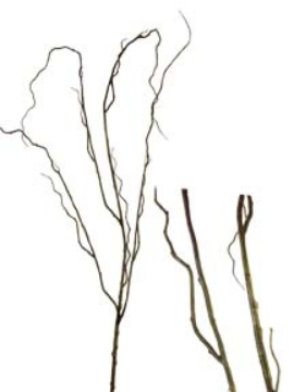 Picture of 48" CURLY WILLOW