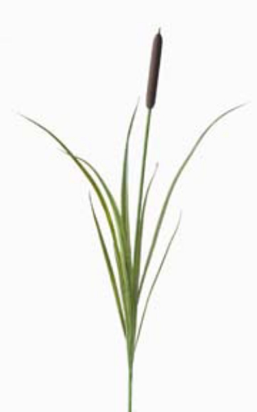 Picture of CATTAIL SPRAY - BRGR