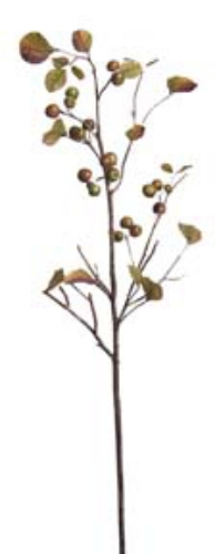 Picture of CRAB APPLE - GR