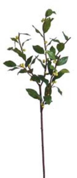 Picture of BURFORD HOLLY STEM - GR