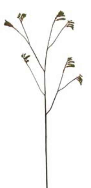 Picture of KANGAROO PAW - GR