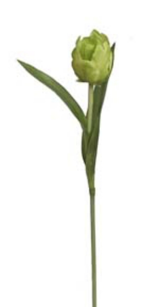 Picture of SM DOUBLE TULIP - GR