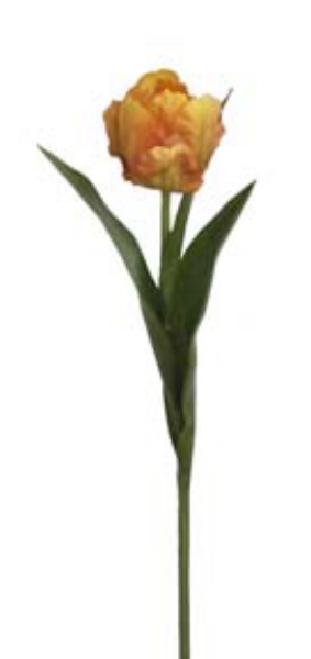 Picture of DOUBLE TULIP