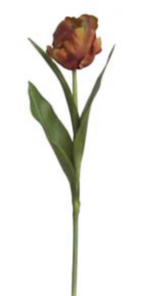 Picture of DOUBLE TULIP - AE