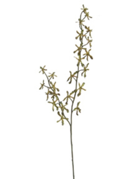 Picture of ORCHID STEM - SG