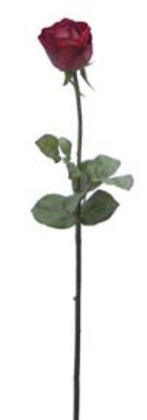 Picture of ROSE VELVET BUD