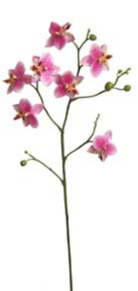 Picture of PHALAENOPSIS ORCHID - PK