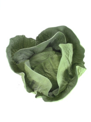 Picture of SPRING CABBAGE
