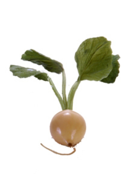 Picture of RADISH W/4 LVS